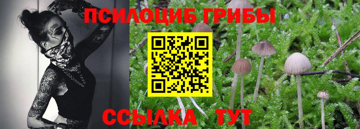 Галлюциногенные грибы Psilocybe Рязань